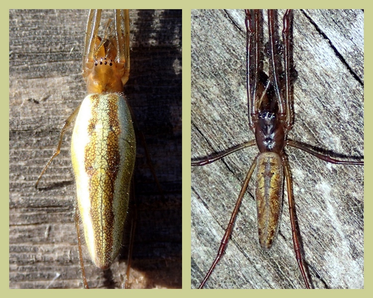 Tetragnatha sp. - Villorba (TV)